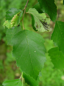 River birch leaves